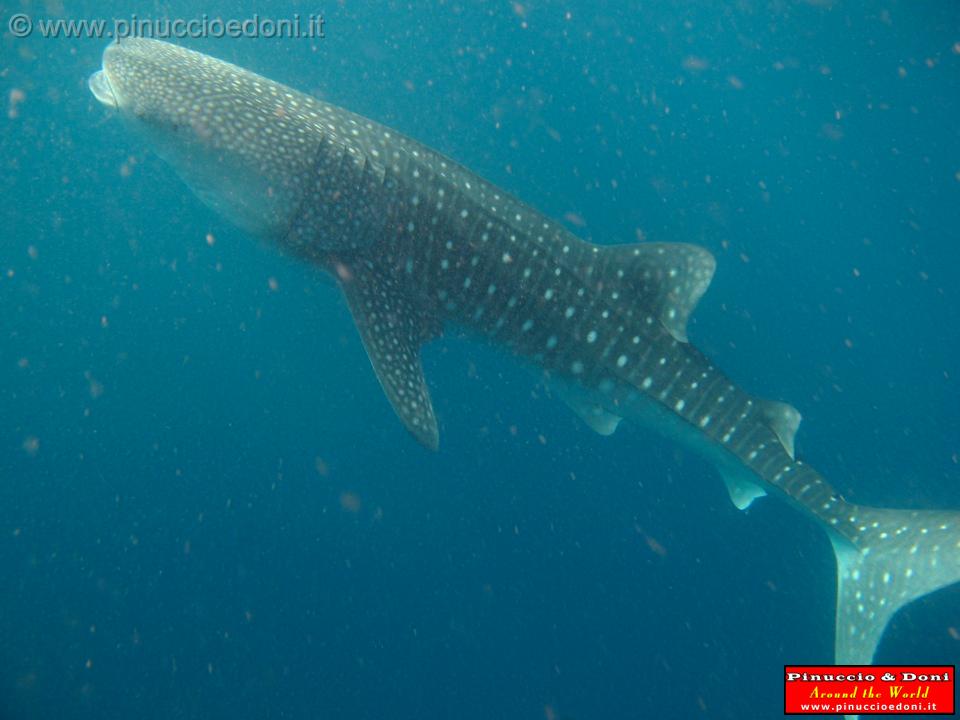 Djibouti - Whale Shark in the Gulf of Aden - 11.jpg